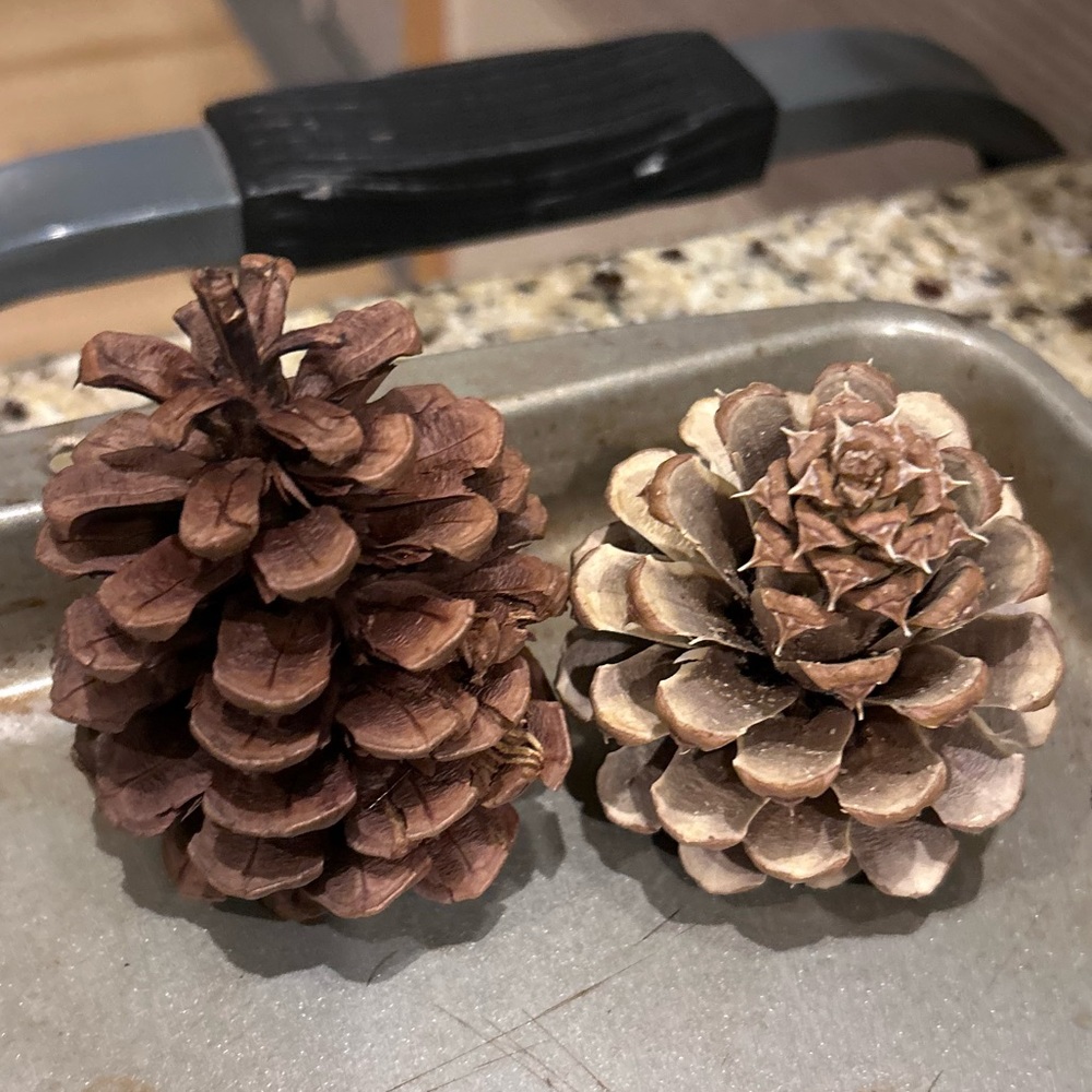 15 Bleached Pine Cones!